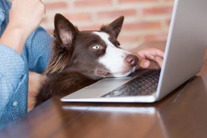 Online Therapy and Counseling